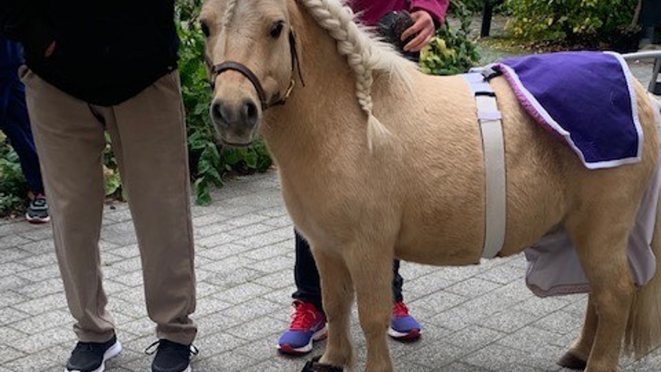 En liten ponny med flätad man